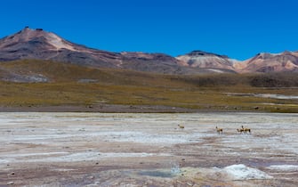 CHILE - 2018/12/03: Vicunas (Vicugna vicugna) crossing the El Tatio Geysers geothermic basin near San Pedro de Atacama in the Atacama Desert, northern Chile. (Photo by Wolfgang Kaehler/LightRocket via Getty Images)