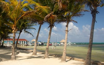 Coconut trees at the San Pedro Beach, San Pedro, Ambergris Caye, Belize. (Photo by: Andre Seale/VW PICS/Universal Images Group via Getty Images)
