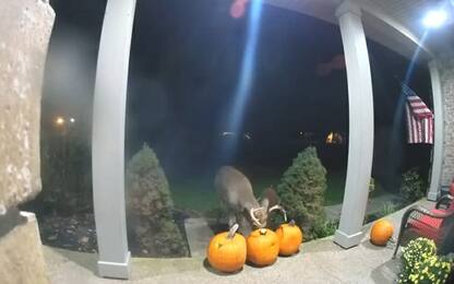 Halloween, cervo festeggia mangiando le decorazioni di zucca. VIDEO