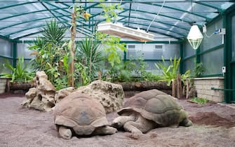 ROME, ITALY - JANUARY 24:  Aldabra tortoises are housed inside the new wing of the Bioparco, dedicated to giant turtles, on January 24, 2012 in Rome, Italy.  The Aldabra tortoise is the largest turtle in the world after the Galapagos turtle, and lives on the island of Aldabra in the Seychelles archipelago. It can weigh up to 250 pounds, grow to over a meter in length and live to more than a hundred years. This species is highly endangered with only a a small number left in the world. (Photo by Giorgio Cosulich/Getty Images)