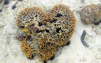 A coral reef near the beach at low tide in Zanzibar, Tanzania. 16/03/2007. Tropics tropical Indian Ocean East Africa African reefs sea-urchin urchins heart hearts love valentine valentines valentine's sea slug (Photo by Jeff Overs/BBC News & Current Affairs via Getty Images)