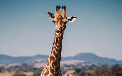 Giornata Mondiale della Giraffa, animale ancora a rischio estinzione