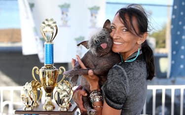 Mr Happy Face wins the World's Ugliest Dog Competition in Petaluma, California.  Jeneda Benally entered her Chinese crested rescue pup into the iconic competition which returned after a two year absence due to the pandemic. Though there was some ruff and tough competition, Mr Happy Face proved a worthy winner with his wonky walk, protruding tongue and patchy fur. Clearly the much loved pet of Jeneda, she was delighted to accept the prestigious award and the prize money of $1500. She and Mr Happy Face will also fly to New York for an appearance on the Today Show.  After his win, Mr Happy face was wrapped in a blanket - it gets chilly when you don't have much fur! The World's Ugliest Dog competition celebrates adopting and rescuing pets, no matter of their physical appearance, proving that truly beauty comes from within.



Pictured: mr happy face,jeneda benally

Ref: SPL5321572 240622 NON-EXCLUSIVE

Picture by: SplashNews.com



Splash News and Pictures

USA: +1 310-525-5808
London: +44 (0)20 8126 1009
Berlin: +49 175 3764 166

photodesk@splashnews.com



World Rights,