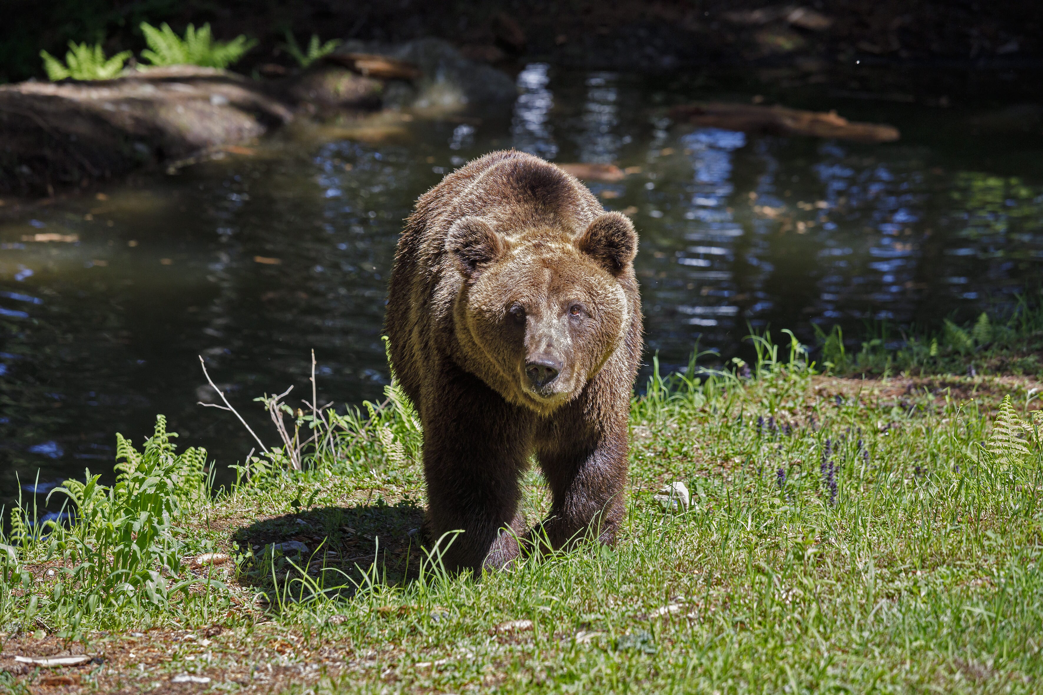 bear