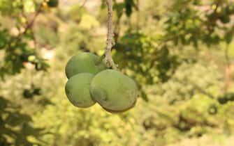 Unripe and green "White Sapote" fruit (or Mexican Apple, Casimiroa) on the tree in Crete Island, Greece. Its Latin name is Casimiroa Edulis, native to eastern Mexico.