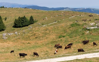 Cows in Monte Corno, Veneto, Italy, Europe. (Photo by: Roberta Corradin/REDA&CO/Universal Images Group via Getty Images)