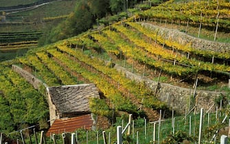 Vineyard. Val di Cembra. Trentino. Italy. (Photo by: Luigi Galperti/REDA&CO/Universal Images Group via Getty Images)