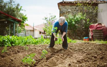Cosa piantare nell'orto nel mese di settembre