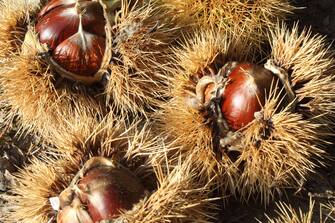 A close view of some Spanish chestnuts (Castanea sativa) from the top (tuft or flame can be seen), side to side, still in their burr, at the sunlight
