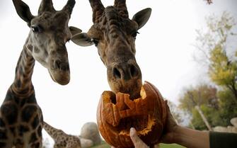 Giraffes eat a jack-o-lantern carved from a pumpkin and used to symbolise Halloween or All Saints' Eve at the Zoom Torino zoo and amusement park in Cumiana, near Turin, northern Italy, on October 28, 2016. / AFP / MARCO BERTORELLO        (Photo credit should read MARCO BERTORELLO/AFP via Getty Images)