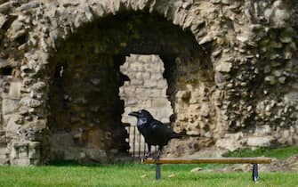 LONDON, ENGLAND - SEPTEMBER 26, 2017: One of the iconic ravens at the Tower of London stands on a raven perch installed inside the royal complex in London, England. Captive ravens have lived inside the complex for centuries. Their presence is traditionally believed to protect the Crown and the tower, officially known as Her Majesty's Royal Palace and Fortress of the Tower of London. (Photo by Robert Alexander/Getty Images)
