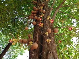 cannonball tree (Couroupita guianensis), native to the Amazon, from Brazil nut family, which has round fruits that hang in clusters and lush flowers