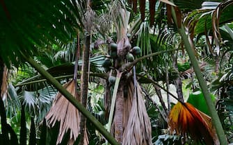 Endemic lodoicea tree (sea coconut, coco de mer, double coconut) with its huge fruits in the dense rainforest of Praslin island, Seychelles.