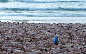 SYDNEY, AUSTRALIA - NOVEMBER 26: (EDITORS NOTE: Image contains nudity.) A crew member directs models at sunrise for photographic artist Spencer Tunick at Bondi Beach on November 26, 2022 in Sydney, Australia. US artist and photographer Spencer Tunick created the nude installation using thousands of volunteers posing at sunrise on Bondi Beach, commissioned by charity Skin Check Champions to raise awareness of skin cancer and to coincide with National Skin Cancer Action Week. (Photo by Lisa Maree Williams/Getty Images)