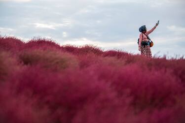 KATSUTA, JAPAN - OCTOBER 19: A visitor takes a selfie against a backdrop of red Kochias (summer cypress) at Hitachi Seaside Park on October 19, 2018 in Katsuta, Japan. For just a brief period between early to mid October each year, the Kochias on Miharashi Hills in Hitachi Seaside Park turn from green to vivid red drawing tourists from around Japan and further afield who pose for photographs against the sea of crimson. (Photo by Carl Court/Getty Images)