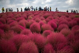 KATSUTA, JAPAN - OCTOBER 19: Visitors enjoy the red Kochias (summer cypress) at Hitachi Seaside Park on October 19, 2018 in Katsuta, Japan. For just a brief period between early to mid October each year, the Kochias on Miharashi Hills in Hitachi Seaside Park turn from green to vivid red drawing tourists from around Japan and further afield who pose for photographs against the sea of crimson. (Photo by Carl Court/Getty Images)
