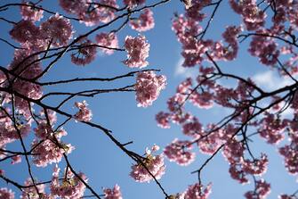 KAWAZU, JAPAN - FEBRUARY 20: Kawazu-zakura cherry trees are in bloom on February 20, 2023 in Kawazu, Japan. In the small town on the east coast of the Izu Peninsula, a type of cherry blossom that begins to flower two months earlier than the normal type of cherry will be in full bloom at the end of February. (Photo by Tomohiro Ohsumi/Getty Images)