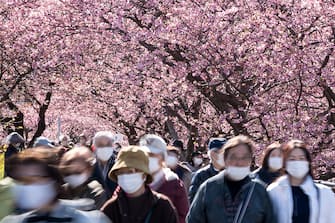 KAWAZU, JAPAN - FEBRUARY 20: Tourists walk under Kawazu-zakura cherry trees in bloom on February 20, 2023 in Kawazu, Japan. In the small town on the east coast of the Izu Peninsula, a type of cherry blossom that begins to flower two months earlier than the normal type of cherry will be in full bloom at the end of February. (Photo by Tomohiro Ohsumi/Getty Images)