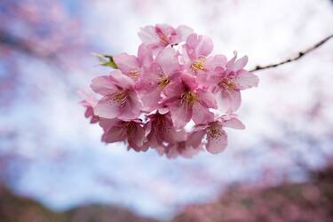 KAWAZU, JAPAN - FEBRUARY 20: Kawazu-zakura cherry trees are in bloom on February 20, 2023 in Kawazu, Japan. In the small town on the east coast of the Izu Peninsula, a type of cherry blossom that begins to flower two months earlier than the normal type of cherry will be in full bloom at the end of February. (Photo by Tomohiro Ohsumi/Getty Images)