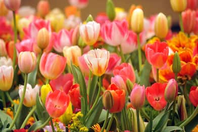 Tulipani, le fioriture più belle da vedere in Italia nel 2023 FOTO