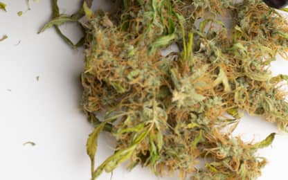 Cannabis, decreto include il cbd tra le sostanze stupefacenti