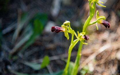 Mattinata diventa la capitale delle orchidee selvatiche