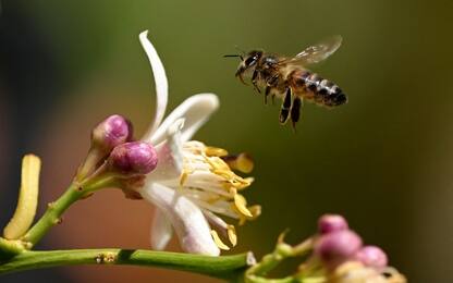 Come difendersi dalle api in caso di attacco: cosa c'è da sapere