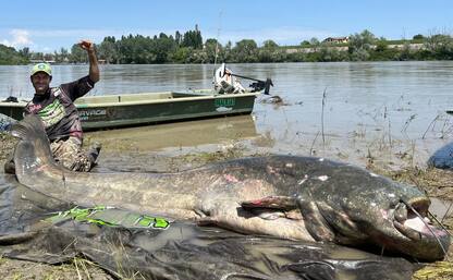 Pesce gatto gigante catturato nel fiume Po, è lungo 3 metri. FOTO