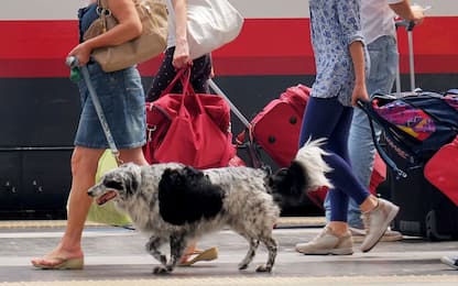 Animali in vacanza, poca sicurezza e accoglienza su mezzi di trasporto