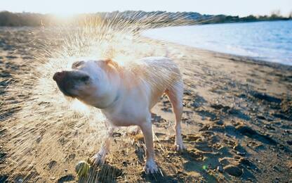 Liguria, 10 spiagge dog friendly per una vacanza con i propri cani