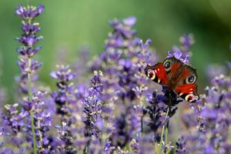 epa10070518 A Peacock russet butterfly flutters around the blossom of a blooming lavender bush in Bydgoszcz, Poland, 14 July 2022.  EPA/Tytus Zmijewski POLAND OUT
