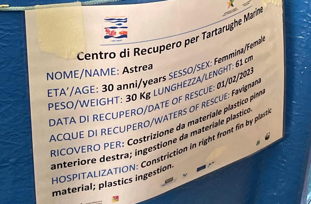 Centro di recupero tartarughe marine a Favignana