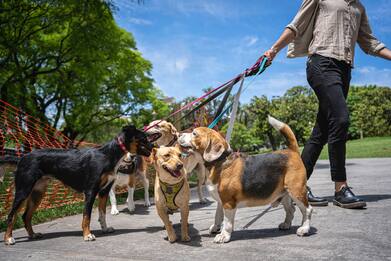 Animali, come scegliere un pet sitter?