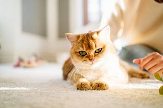 Ginger cat lying down on the floor in sunlight. Cropped woman hands in sweater stroking domestic red cat indoors