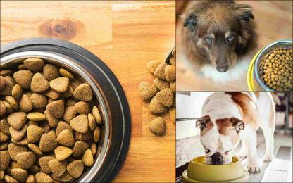 Crocchette per cani, quali sono le migliori