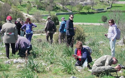 Puglia, sul Gargano dal 24 al 28 aprile arrivano gli Orchidays