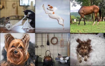 Comedy Pet Photo Awards, il contest degli animali più buffi. FINALISTI