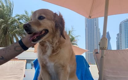 Gelato per cani made in Italy sbarca sulle spiagge del Qatar