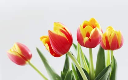 Tulipani olandesi, come e quando piantare il bulbo