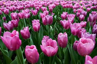 Rose tulips are pictured in Ankara on May 1, 2020. (Photo by Adem ALTAN / AFP) (Photo by ADEM ALTAN/AFP via Getty Images)