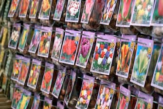 AMSTERDAM, NETHERLANDS - OCTOBER 18, 2019: Packages of tulip bulbs are on sale at the Amsterdam Flower Market on October 18, 2019, in Amsterdam, Netherlands. (Photo by Yuriko Nakao/Getty Images)