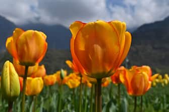 Tulips grow in a field as spring arrived in the region at the shutted Tulip Garden during a government-imposed nationwide lockdown as a preventive measure against the COVID-19 coronavirus, on the outskirts of Srinagar on April 10, 2020. (Photo by Tauseef MUSTAFA / AFP) (Photo by TAUSEEF MUSTAFA/AFP via Getty Images)
