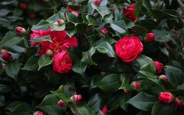 Camelia, come coltivarla in casa in vaso o in terra: la guida