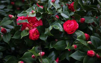 Camelia, come coltivarla in casa in vaso o in terra: la guida