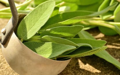 Salvia, come coltivarla in casa in vaso o in terra: la guida