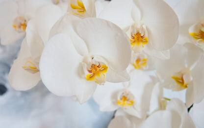 Orchidee, come concimarle e prendersene cura