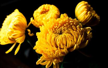 Crisantemi, coltivazione e cura dei fiori: la guida passo per passo