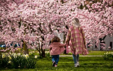03 April 2021, Lower Saxony, Hanover: A mother walks with her daughter past blossoming cherry blossom tree in spring-like weather. Photo: Moritz Frankenberg/dpa (Photo by Moritz Frankenberg/picture alliance via Getty Images)