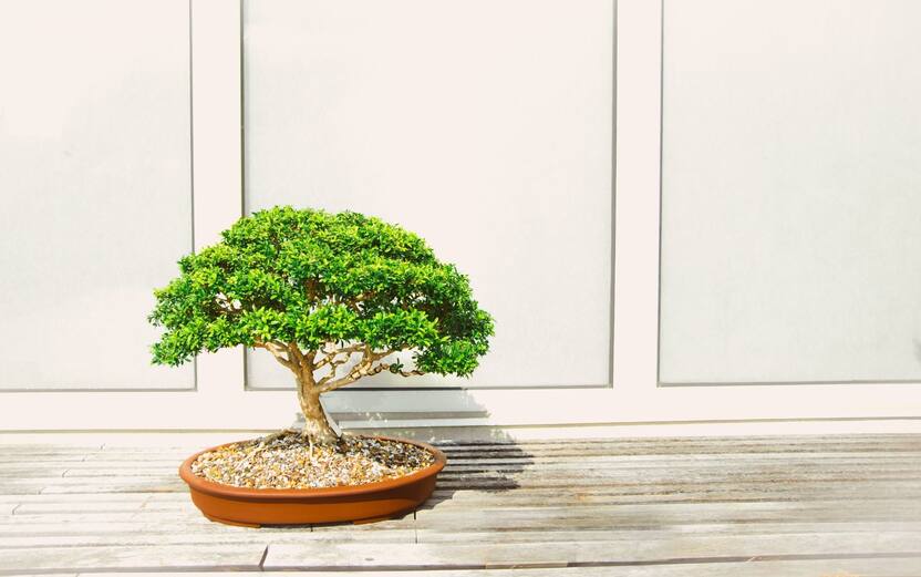 Bonsai ficus ginseng, 5 consigli per la cura