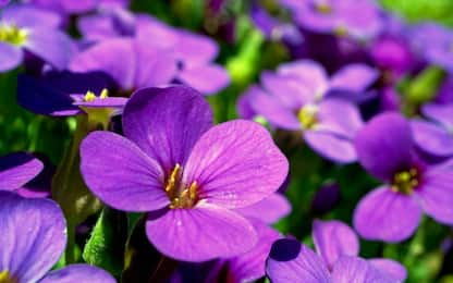 Viola, coltivazione e cura del fiore: la guida passo per passo